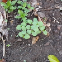 Okra seedlings @ 2 weeks